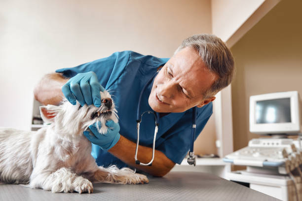 Best Emergency Dental Care for Broken or Chipped Teeth in Wayne, WV